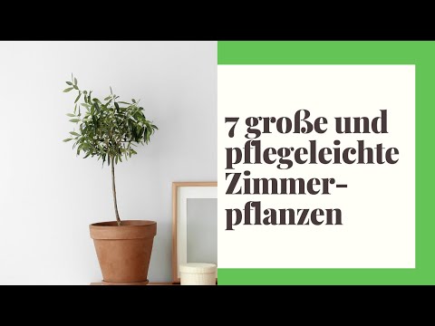 Video: Große Zimmerpflanzen (32 Fotos): Hohe Zimmerblumen Und Große Pflanzen Wie Ein Baum In Töpfen Für Zuhause