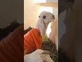 Bunto ❤️😘 #viralvideo #goat #animals #babyanimals #beautifullgoats #whitegoat #ytshorts