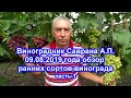 Обзор сортов винограда на 09.08.2019 - часть1