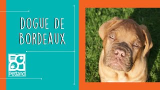 Dogue De Bordeaux Fun Facts