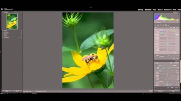Lightroom Radial Filter