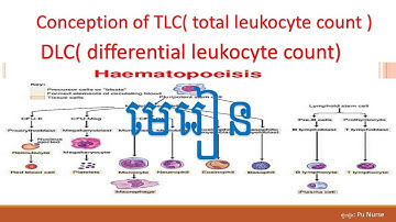 Conception of TLC( total leukocyte count ) DLC( differential leukocyte count)