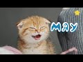 Кошка мяукает мяу Весёлые котята танцуют и поют Мяуканье кошек для детей