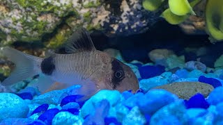 Cory catfish 5 minutes of my aquarium #aquarium #mysterysnails #aquariumasmr #tetra #pearlgourami