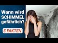 Ist Schimmel gefährlich? ☠️ 5 Fakten über Schimmel, die du kennen solltest!