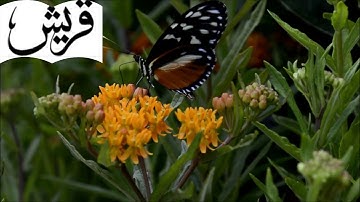 القرآن الكريم/سورة قريش