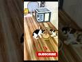 Cats are secretly comedians 😹🔥 #funnycats #petshorts #catdaily #usacats #usa #usashorts