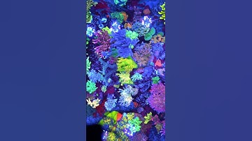 Thumbnail of So Many Colors!! 750 Gallon Aquarium! #shorts #aquarium #corals #reef