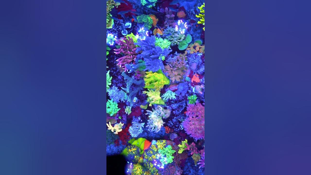 So Many Colors!! 750 Gallon Aquarium! #shorts #aquarium #corals #reef