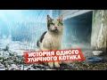 Спасение уличного котика. Малыш ищет дом / SANI vlog