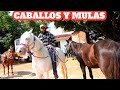 Caballos #mulas burros #horses baratillo de San Antonino Castillo Velasco Oaxaca viernes 20 de Mayo.