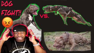 Stupid client makes huge XL American Bully fight two game pitbulls!! BGK Story Time