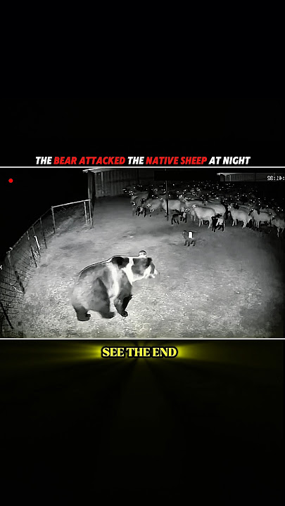 BEAR ATTACKED THE NATIVE SHEEP 💀 #animals #shorts #bear #sheep