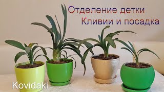 Как отделять детки кливии. Посадка кливии.