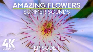 Summer Garden Ambience - 4K Macro Flowers with Cheerful Birds Chirping - Episode 1