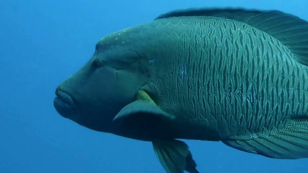 The SS Yongala  ( Australia)