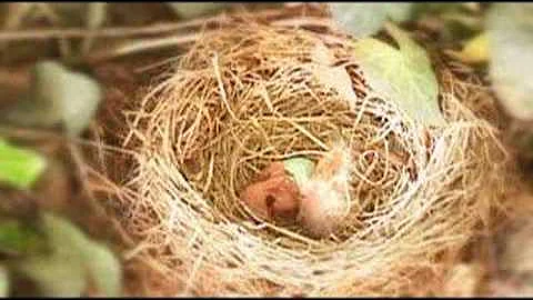 American Robin Egg Hatches