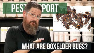 What are Boxelder Bugs? | Pest Support