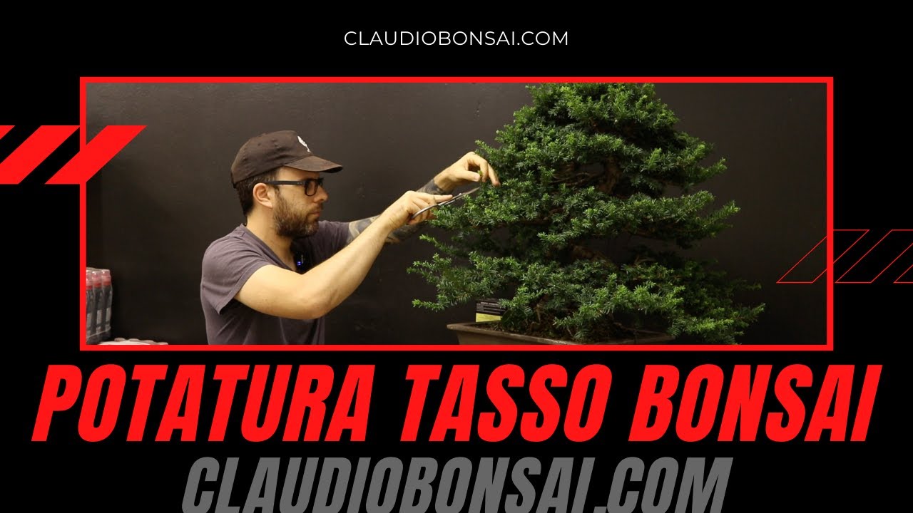 COME SI POTA UN TASSO BONSAI