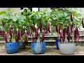 Grow this way and eggplants produce more fruit than you can imagine