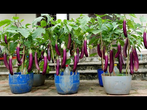 Video: Graffiti Eggplant Info: Paano Magtanim ng Purple Graffiti Eggplant