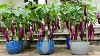 Grow this way and Eggplants produce more fruit than you can imagine screenshot 5