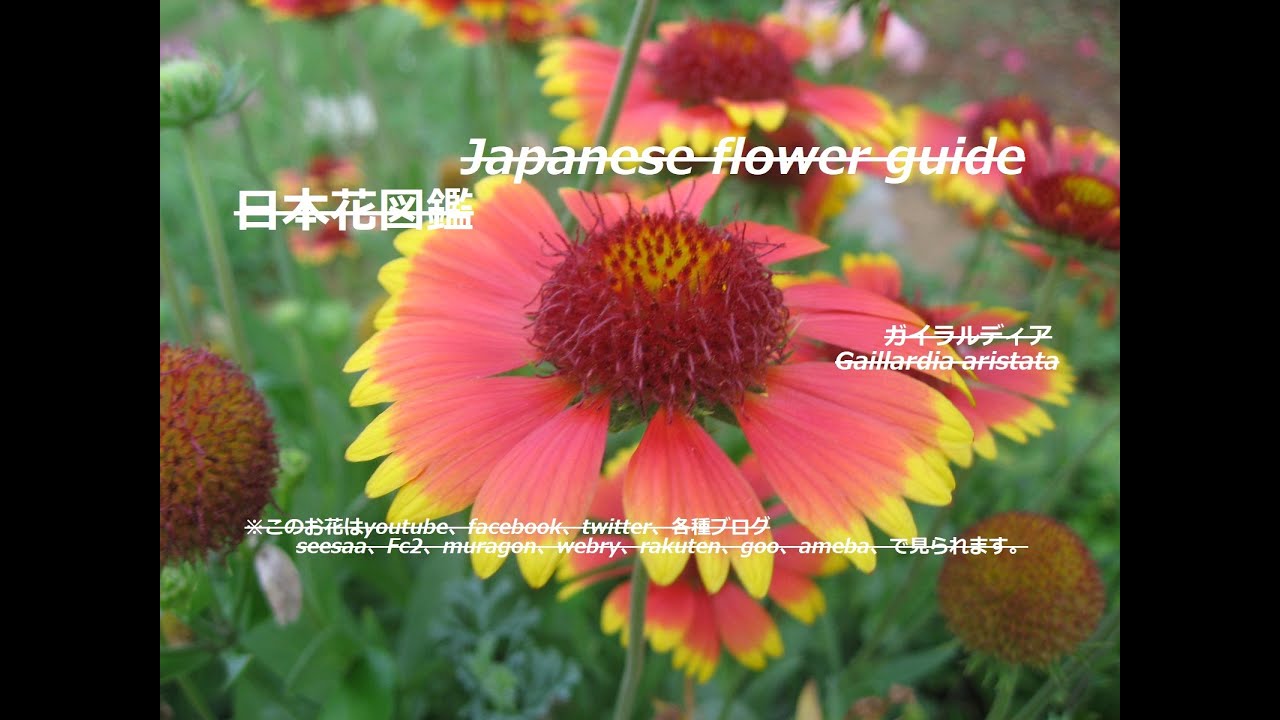 天人の宴会か Is It A Heavenly Party ガイラルディア Gaillardia Aristata 季節の花 日本花図鑑 Japanese Flower Guide Youtube