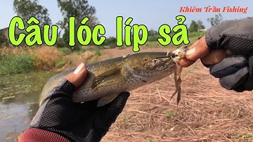 Câu cá lóc Tân Phú Đông Gò Công Tập 5@khiemtran181