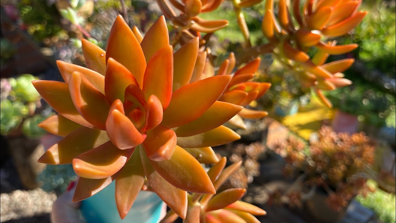 Suculentas e as manutenções necessárias para garantir que elas fiquem lindas e saudáveis no verão 