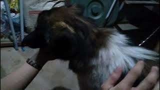 Mengobati anjing yg sakit dan muntah kuning