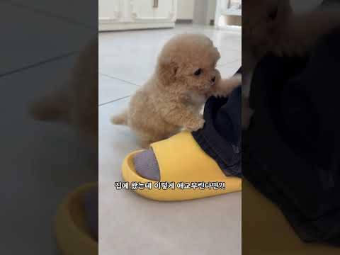 집에 오니까 말티푸가 이렇게 반겨요… 심장 녹음 주의 부산강아지분양 부산고양이분양
