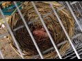 Разведение канареек  Птенец канарейки в гнезде
