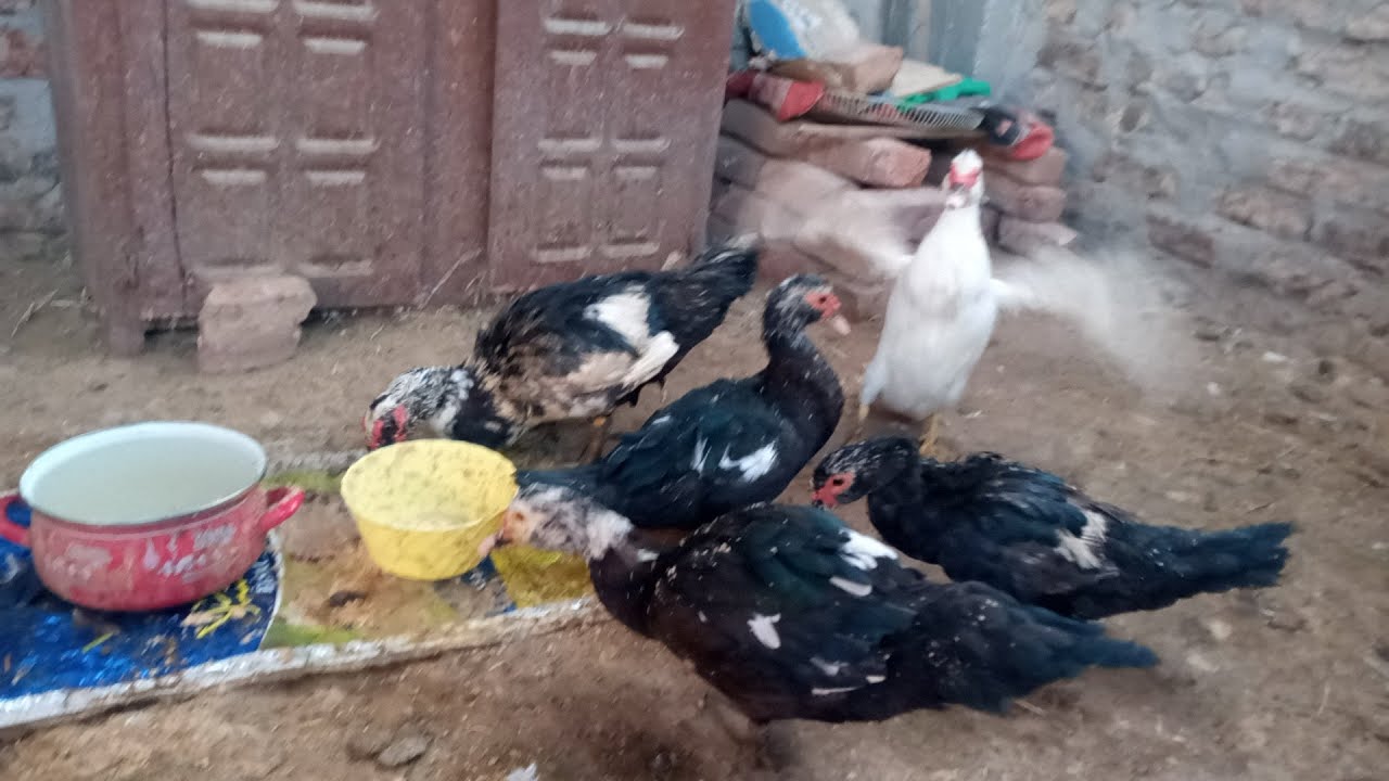 ازاى تعرفى البطه قربت تبيض وكيفية قياس البيضه على البطه يلا نعرف ونتعلم