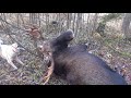 ОХОТА на ЛОСЯ с лайкой(зсл) Moose hunting