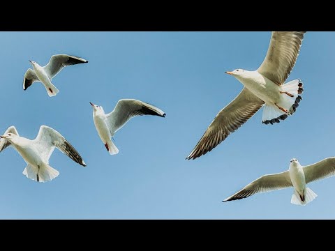 Birds flying in slow motion : Birds flying over the sea at sunset 🌆🌇