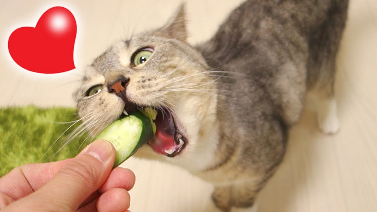 この猫は世界一美味しそうに きゅうりを食べている 猫 おもしろ Youtube