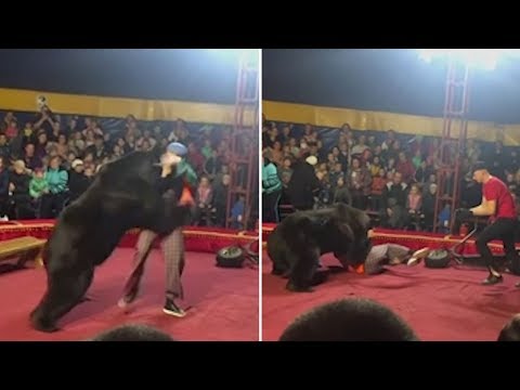 Bear attacks man at circus in Russia