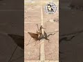 مضحك حشرة مقاتلة تعلم القتال والكونغ فو منها