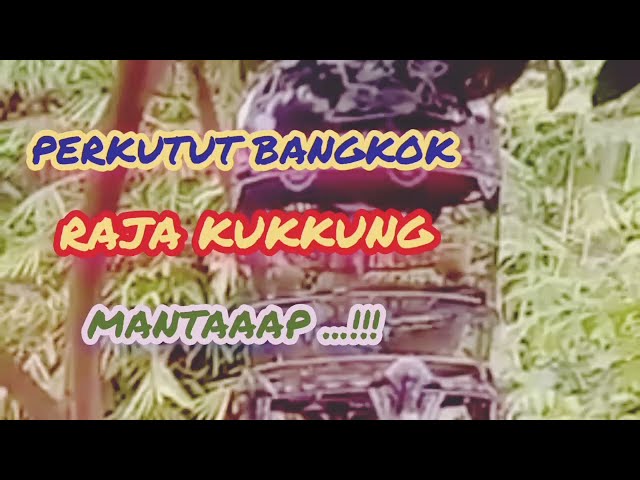 PERKUTUT BANGKOK // Raja Kukkung mantaaap...!!! Tidak Mau Kalah Sama Kambing class=