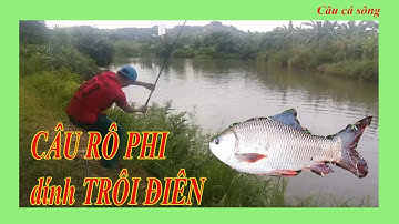 Câu Đài Miền Bắc | Câu Rô Phi Dính Trôi Điên Phê Tít