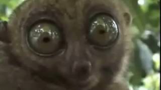 OMG Lemur