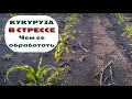 Удобрение АЙДАМИН для кукурузы. Практический опыт