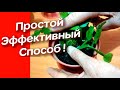 Хотите размножать декабрист быстро! Размножение декабриста , простым способом в домашних условиях.