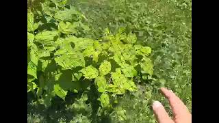 Garden netting protects plants from deer and birds!