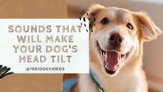 Sounds that will make your dog's head tilt
