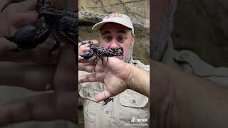 #reptiles #wild #discovery (3) Net Worth