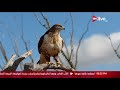 زاهى و الفراعنة ما معني كلمة حورس 