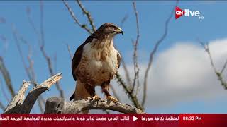 زاهى و الفراعنة - ما معني كلمة 