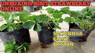 UNBOXING AND REVIEW OF SACHINOKA STRAWBERRY SEEDLINGS | BUY SEEDLINGS ONLINE