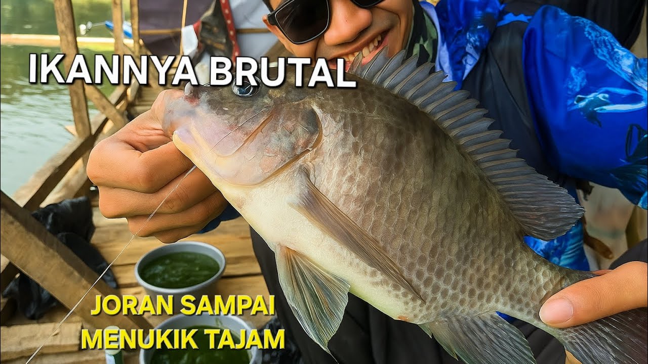 Bukan Spot Rahasia ❗️Mancing Dapat Ikan Nila Di Saguling Rakit Bah Anom